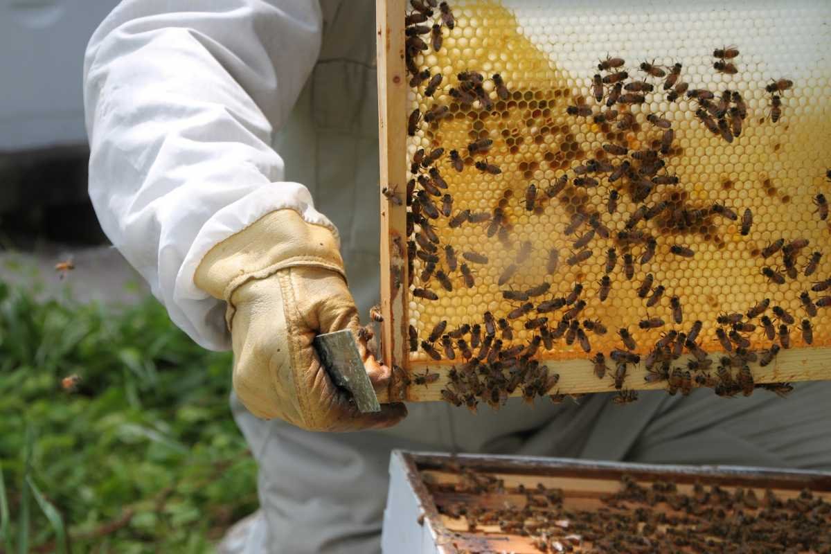 How Bees Benefit Our Gardens and Farms