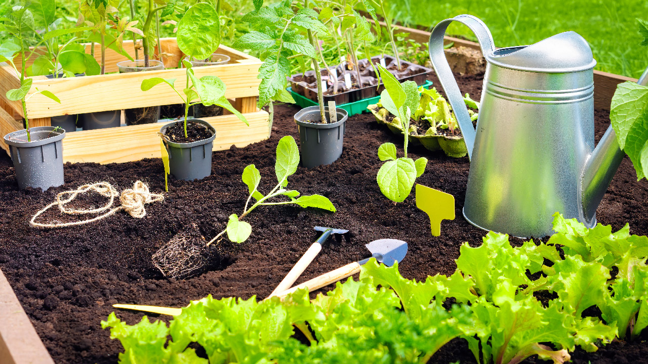 Online Gardening For Beginners