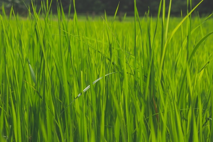 Buffalo grass price