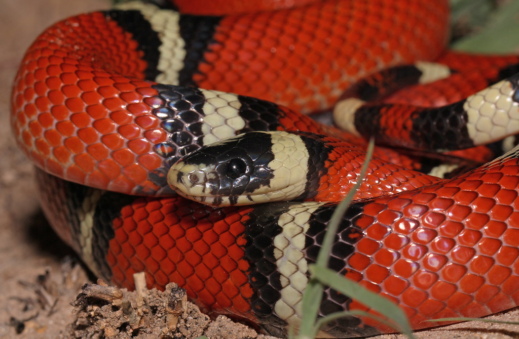 milk snakes for sale