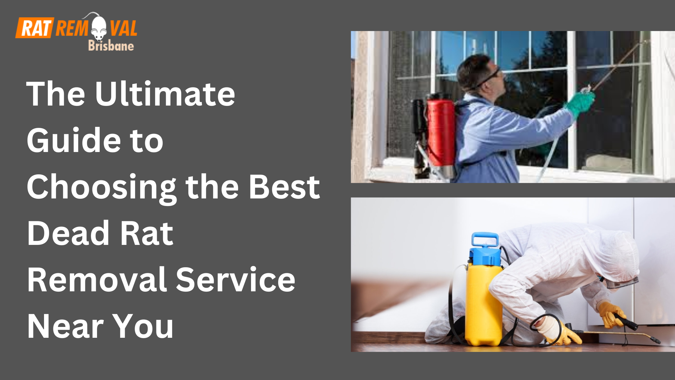 The Ultimate Guide to Choosing the Best Dead Rat Removal Service Near You