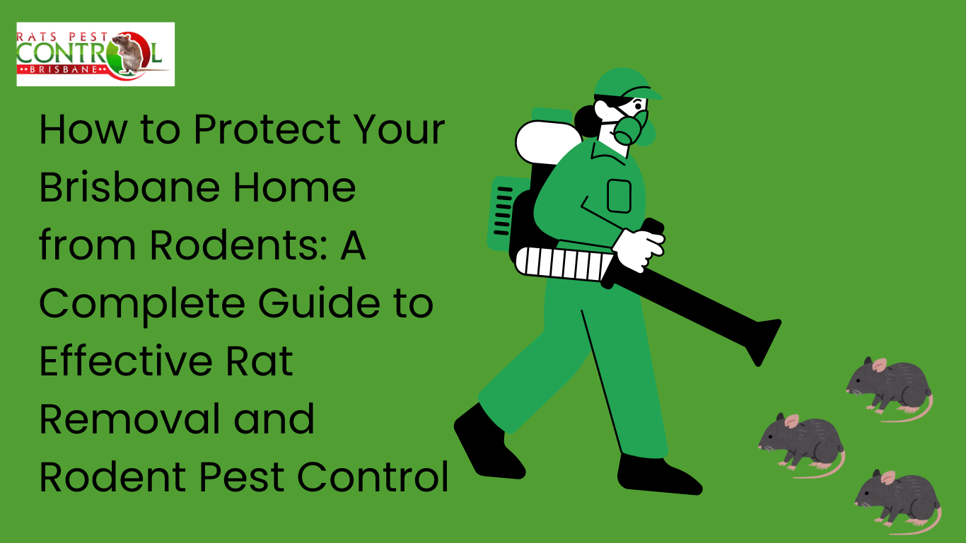 How to Protect Your Brisbane Home from Rodents: A Complete Guide to Effective Rat Removal and Rodent Pest Control