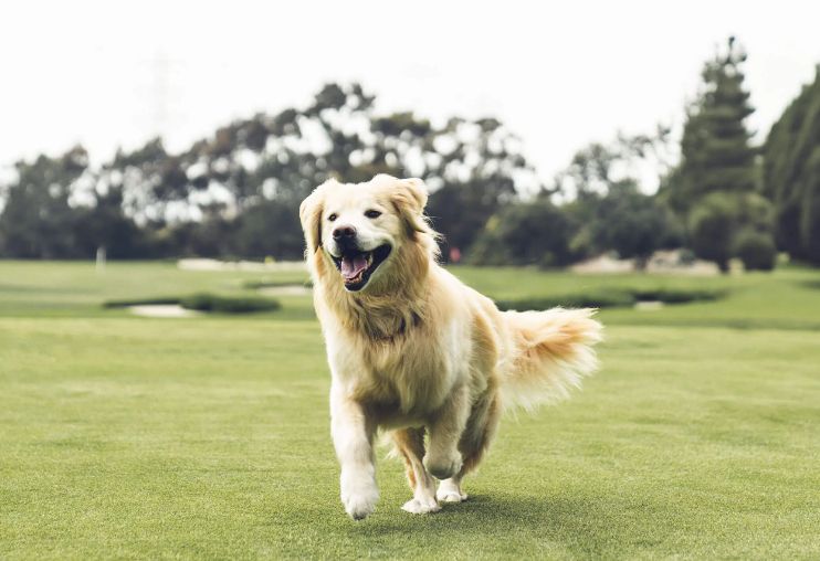 big golden retriever dog