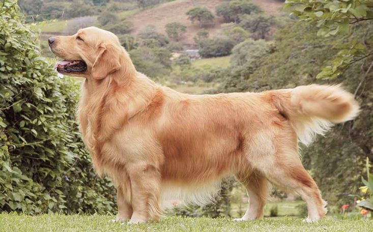 golden retriever big dog