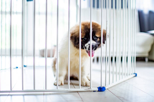 Global Dog Pen Market