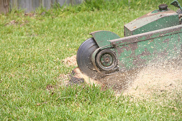 Stump Grinding