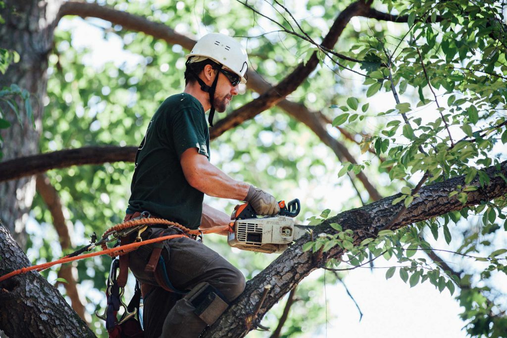 tree-removal-service-melbourne